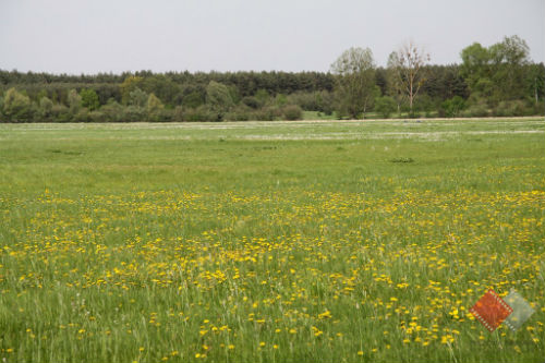 Meadow in Brochów