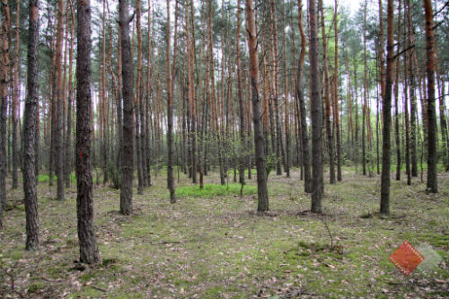 Forest near "Bazie Torfy"