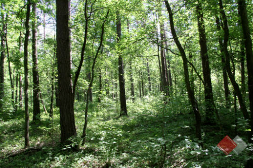 Pomiechowskie Forest