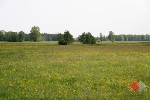 Meadow in Zabrodzie