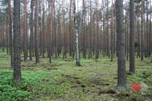 Las w Duninowie Dużym
