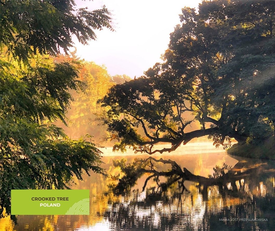 Krzywe Drzewo w Szydłowcu